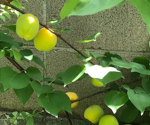 杏の収穫＆7月の手しごと教室のお知らせ